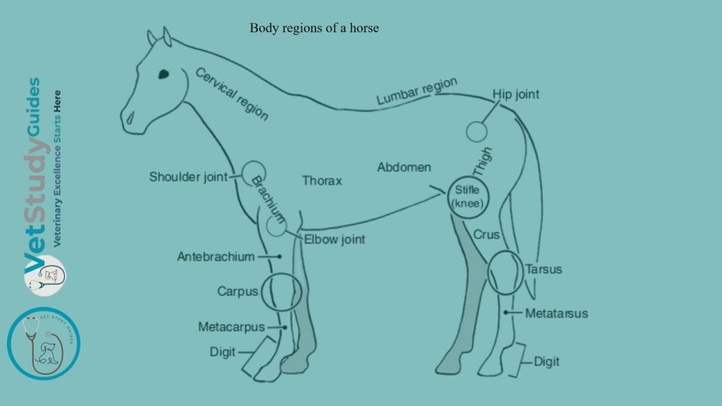 Body regions of a horse