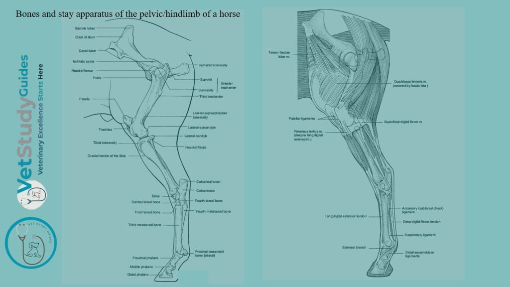 Bones and stay apparatus of the pelvic or hindlimb of a horse