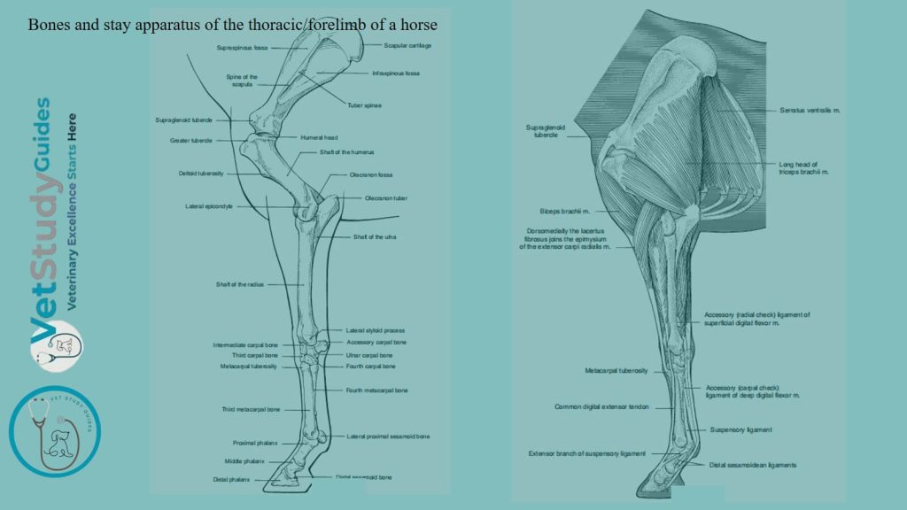 Bones and stay apparatus of the thoracic or forelimb of a horse