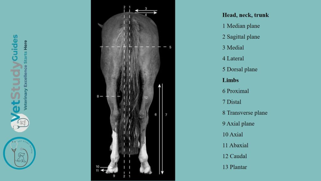 Common directional terms and body planes in horse or animals