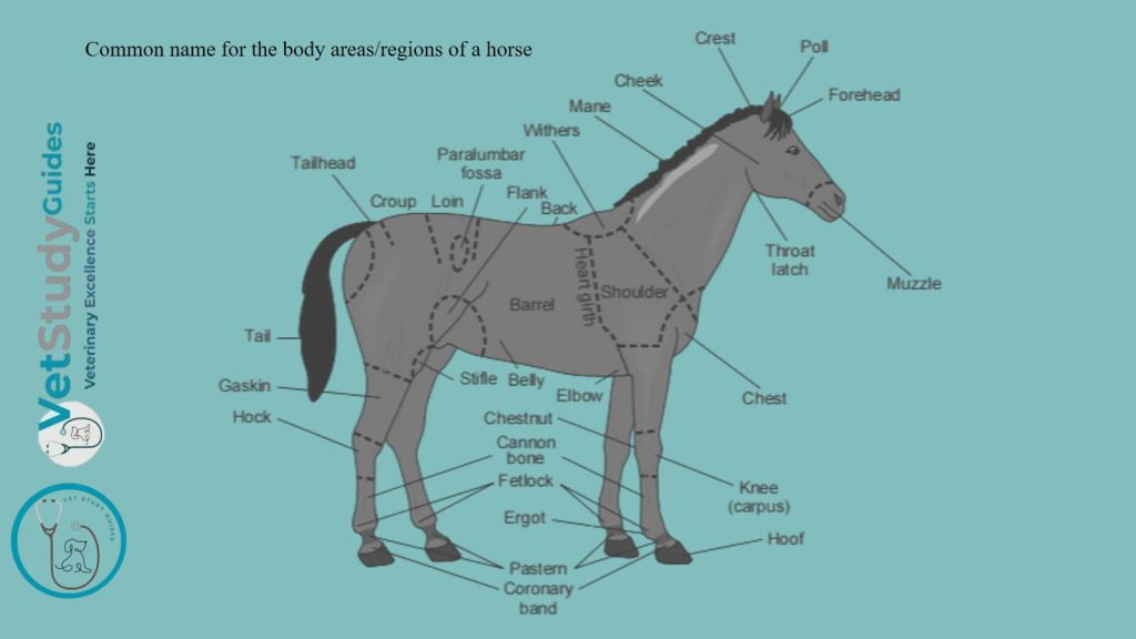 Common name for the body areas or regions of a horse