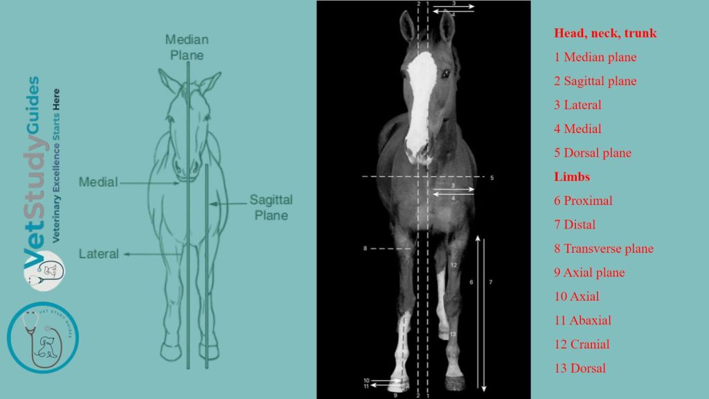 Descriptive anatomical terms in animals