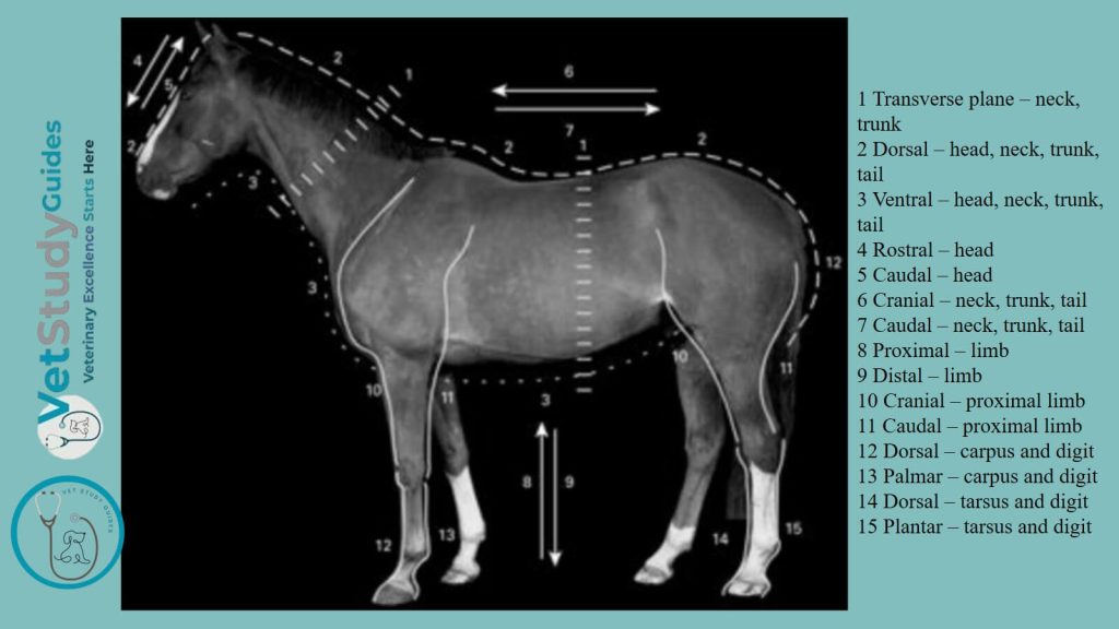 Horse anatomy terms