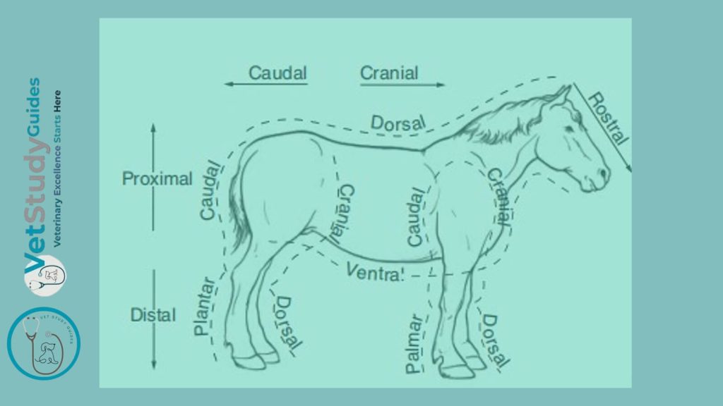 Horse directional terminology