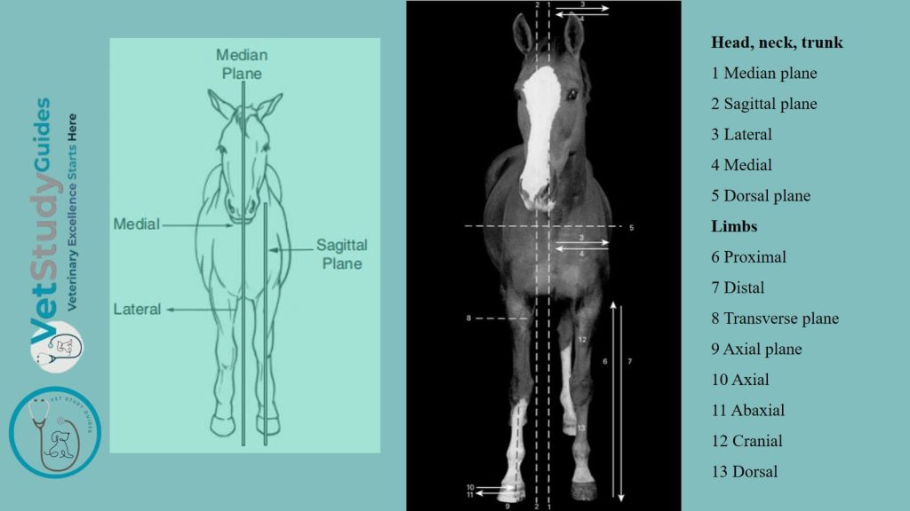 Horse directional terms