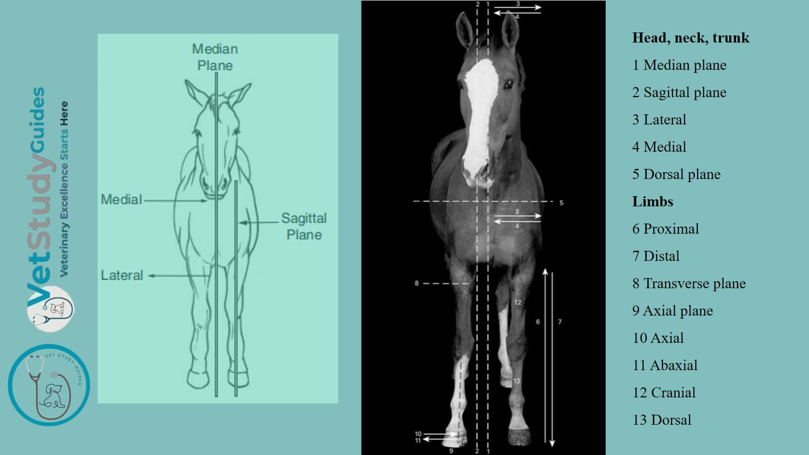 Horse directional terms