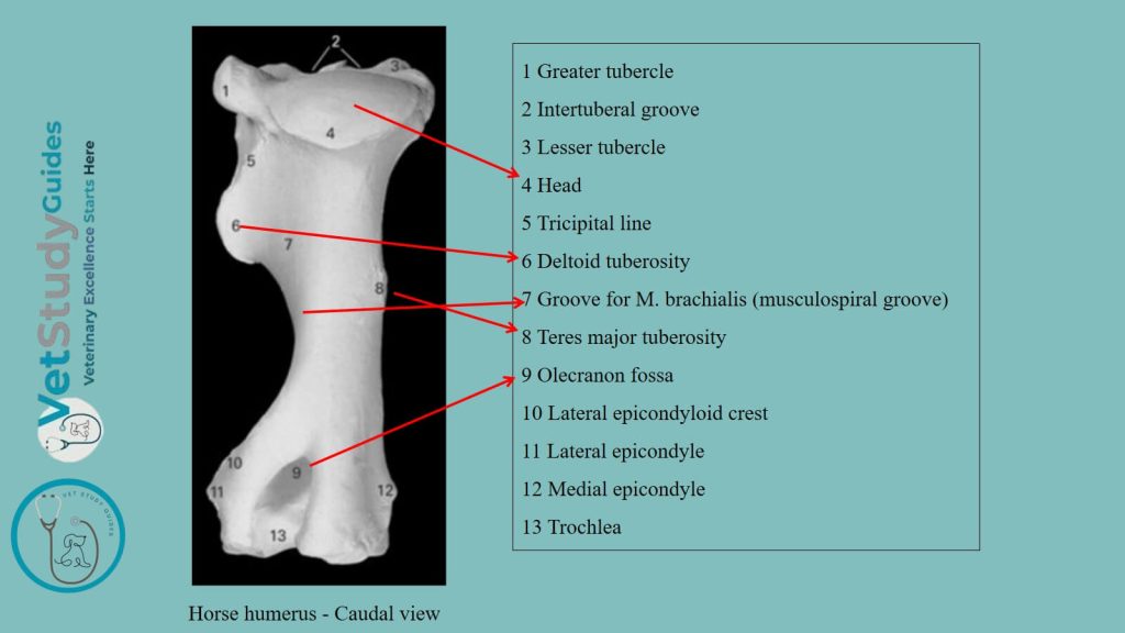 Horse humerus - Caudal view
