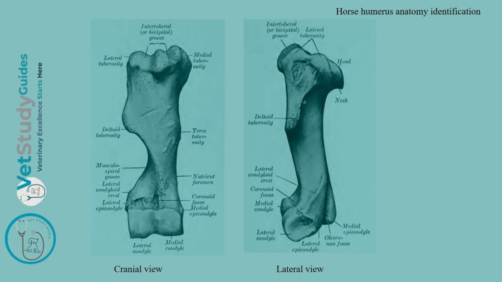 Horse humerus anatomy identification