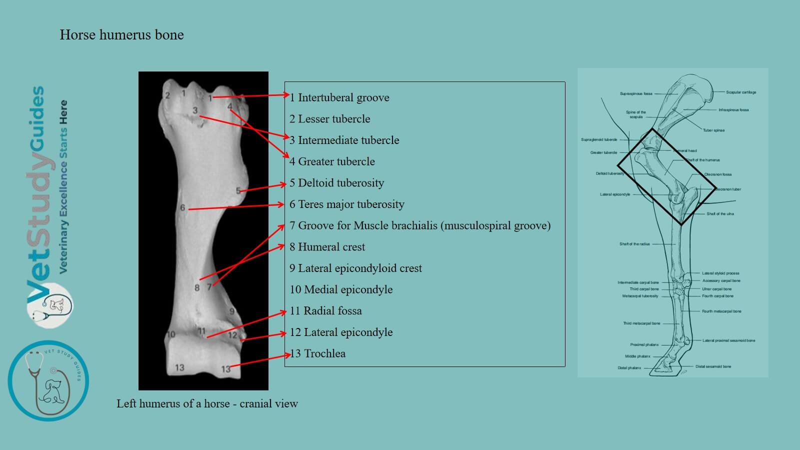 Horse humerus bone