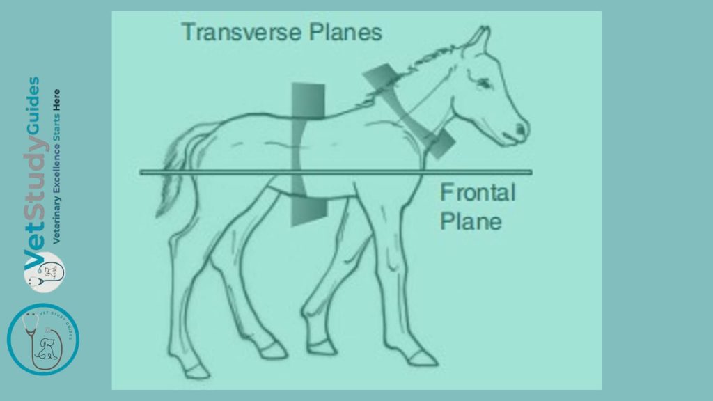 Horse planes anatomy