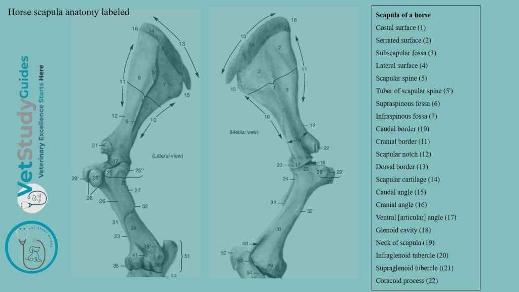 Horse scapula anatomy labeled