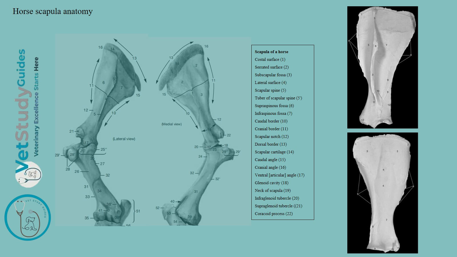 Horse scapula anatomy