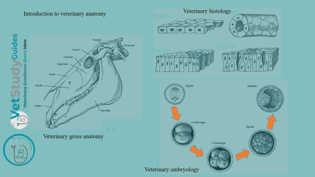 Introduction to basic veterinary anatomy
