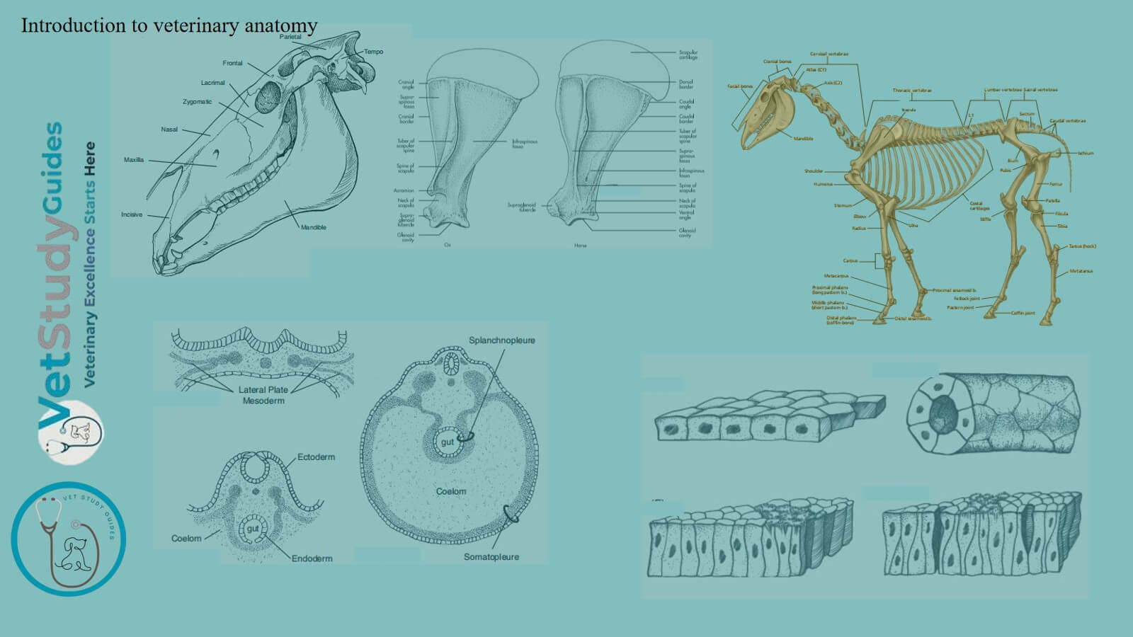 Introduction to veterinary anatomy