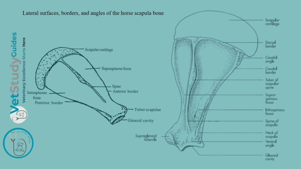 Lateral surfaces, borders, and angles of the horse scapula bone