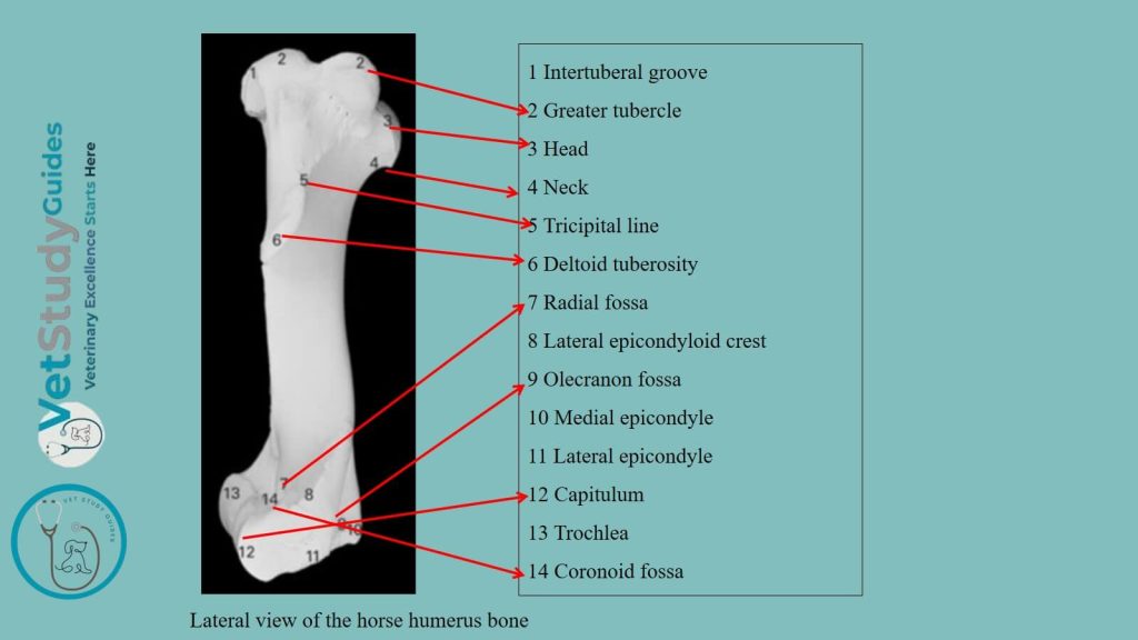 Lateral view of the horse humerus bone