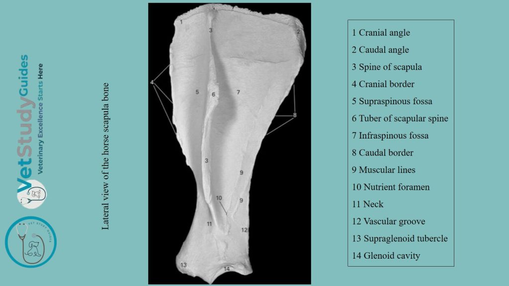 Lateral view of the horse scapula bone