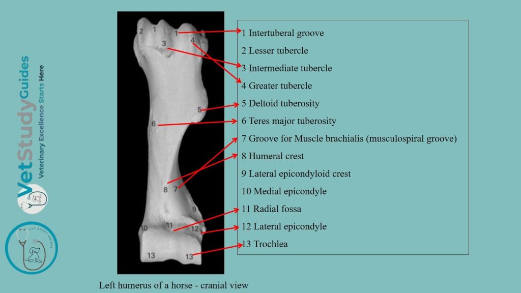 Left humerus of a horse - cranial view