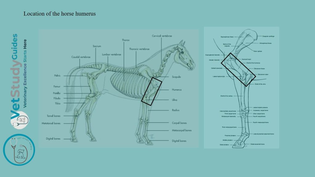 Location of the horse humerus
