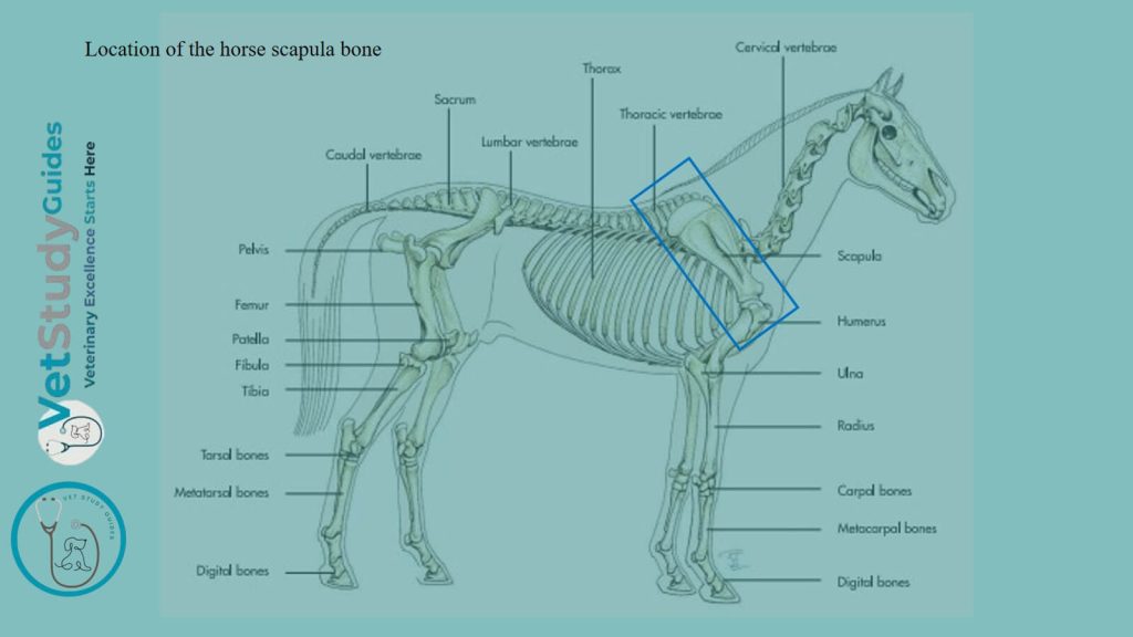 Location of the horse scapula bone