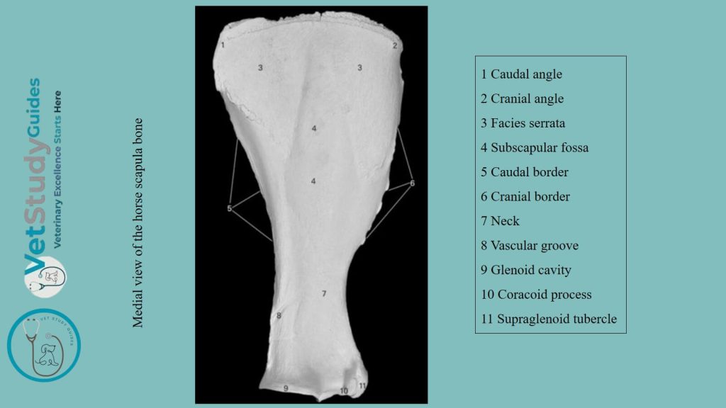 Medial or costal view of the horse scapula bone
