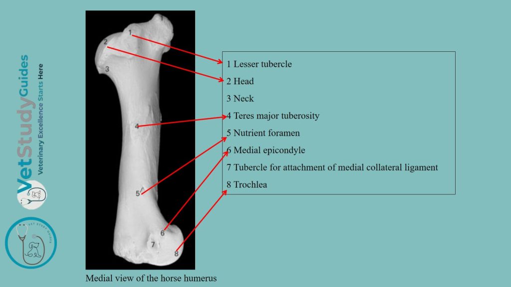 Medial view of the horse humerus