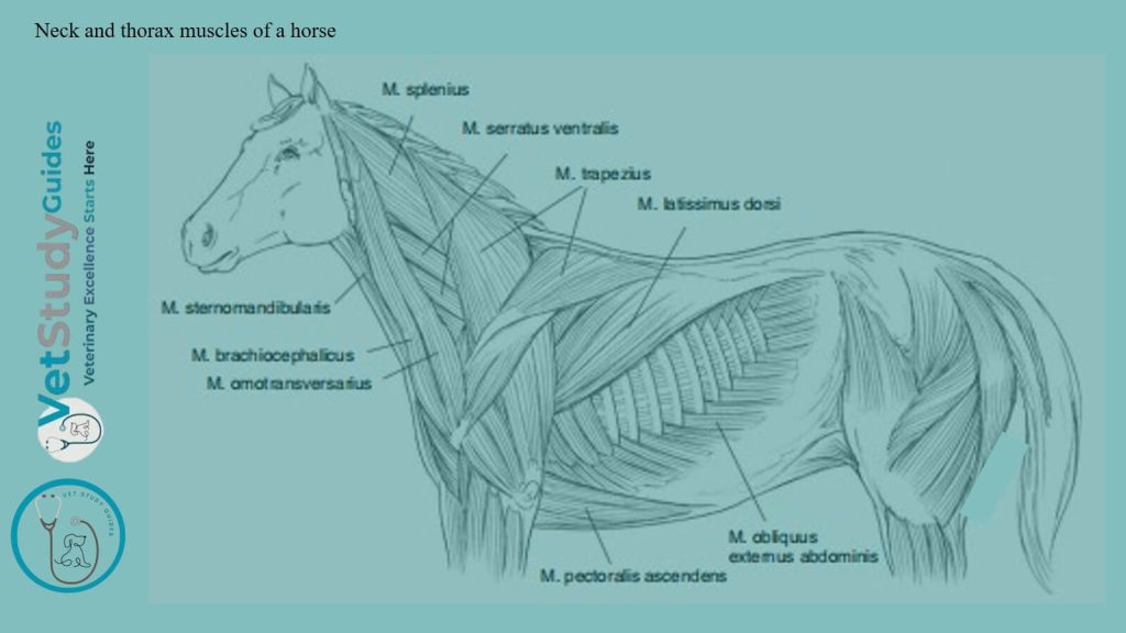 Neck and thorax muscles of a horse