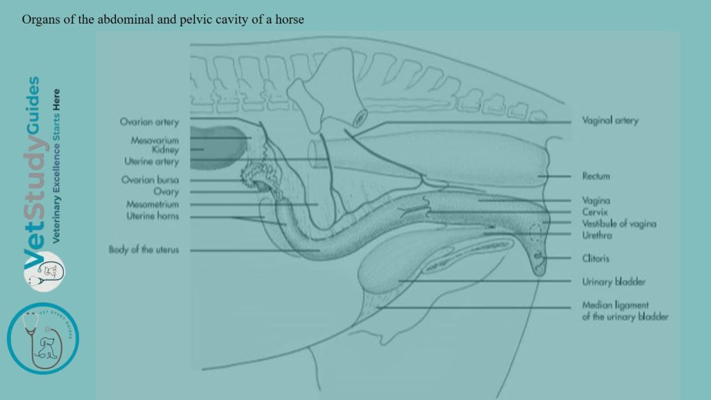 Organs of the abdominal and pelvic cavity of a horse