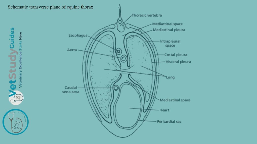 Schematic transverse plane of equine thorax