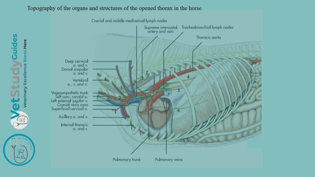 Topography of the organs and structures of the opened thorax in the horse