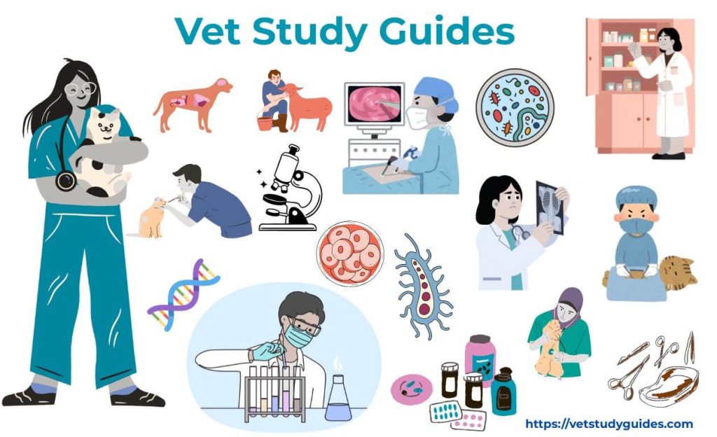 Vet study guides feature