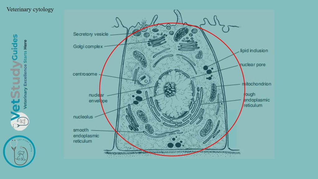Veterinary cytology