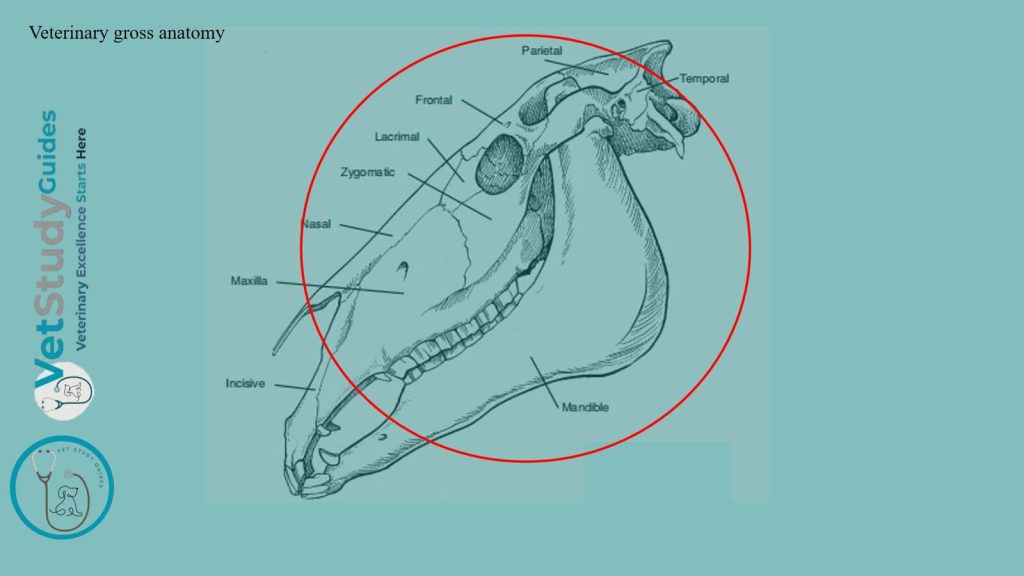 Veterinary gross anatomy