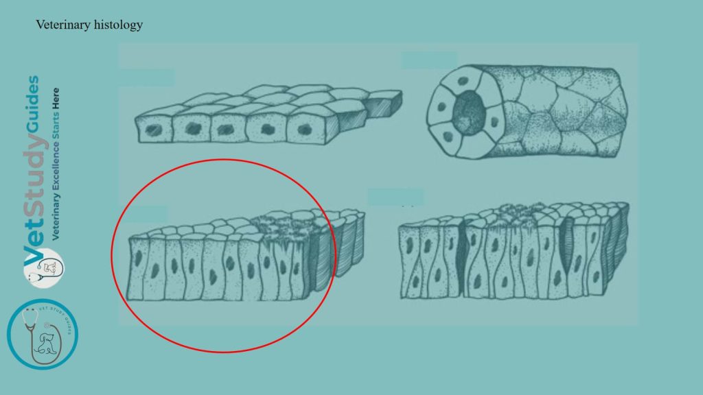 Veterinary histology