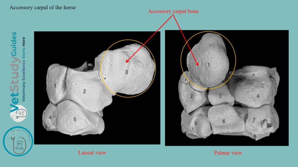 Accessory carpal of the horse