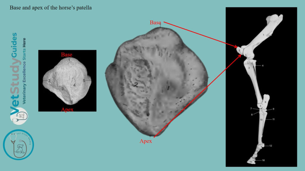 Base and apex of the horse’s patella