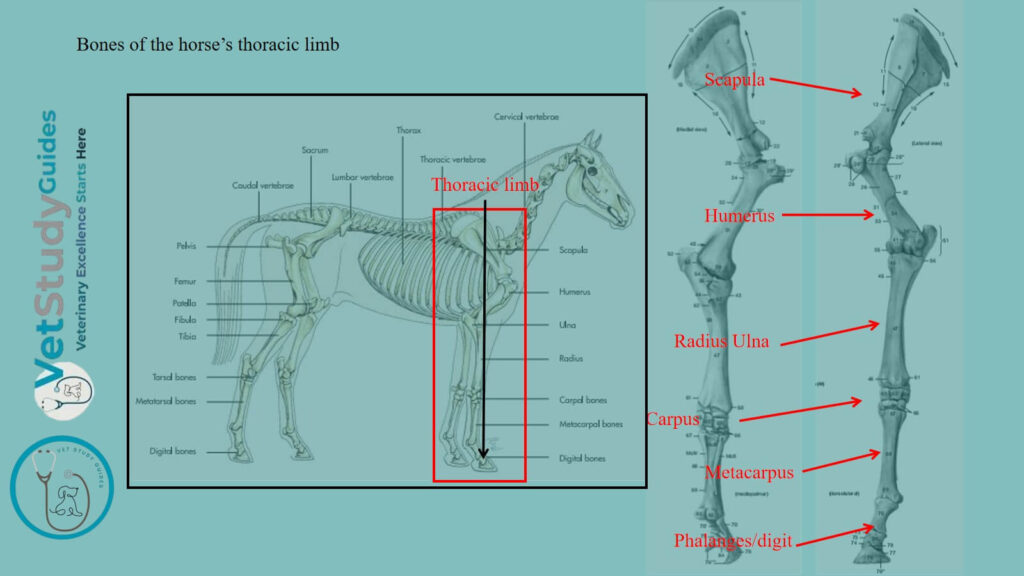 Bones of the horse’s thoracic limb