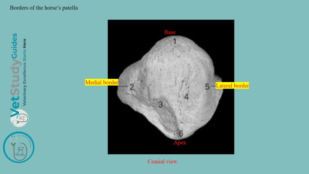 Borders of the horse’s patella