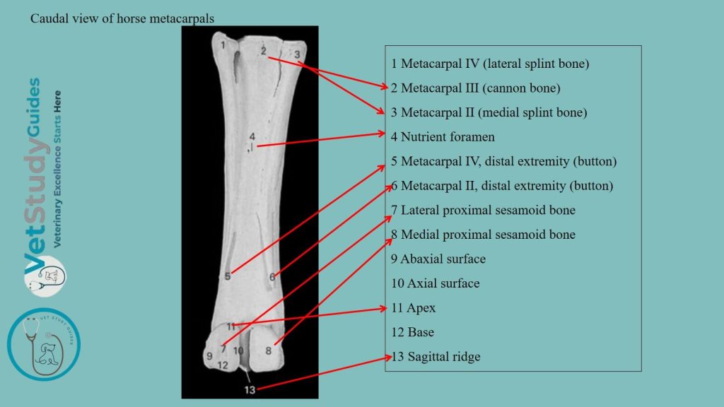 Caudal view of horse metacarpals