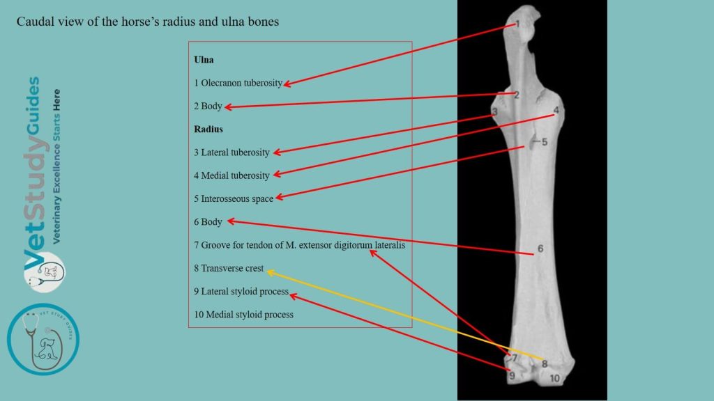 Caudal view of the horse’s radius and ulna bones