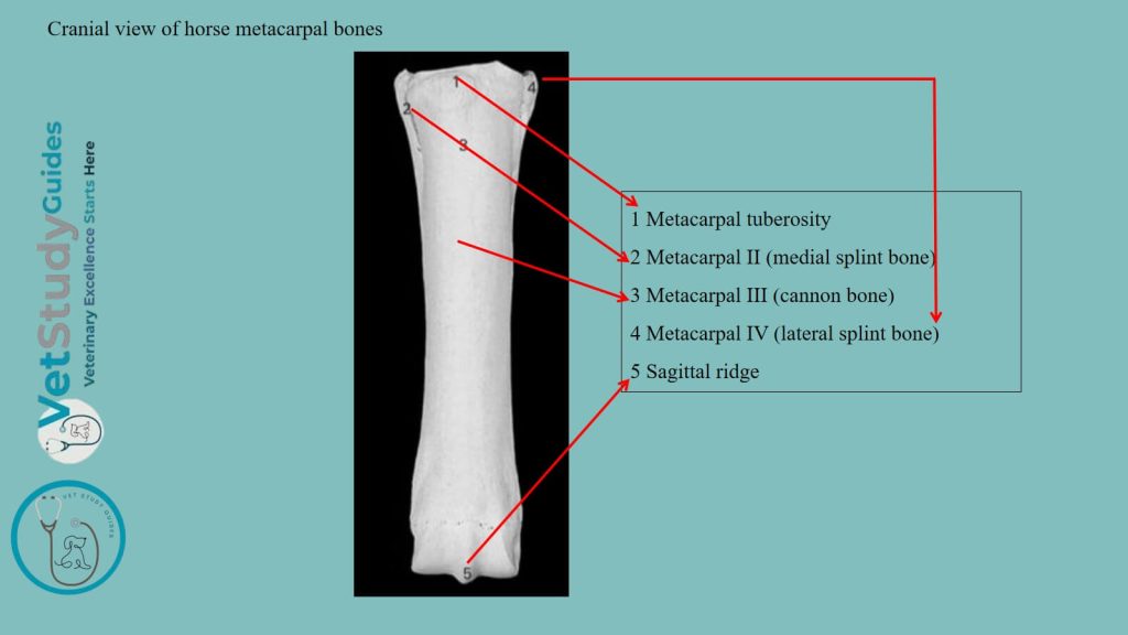 Cranial view of horse metacarpal bones