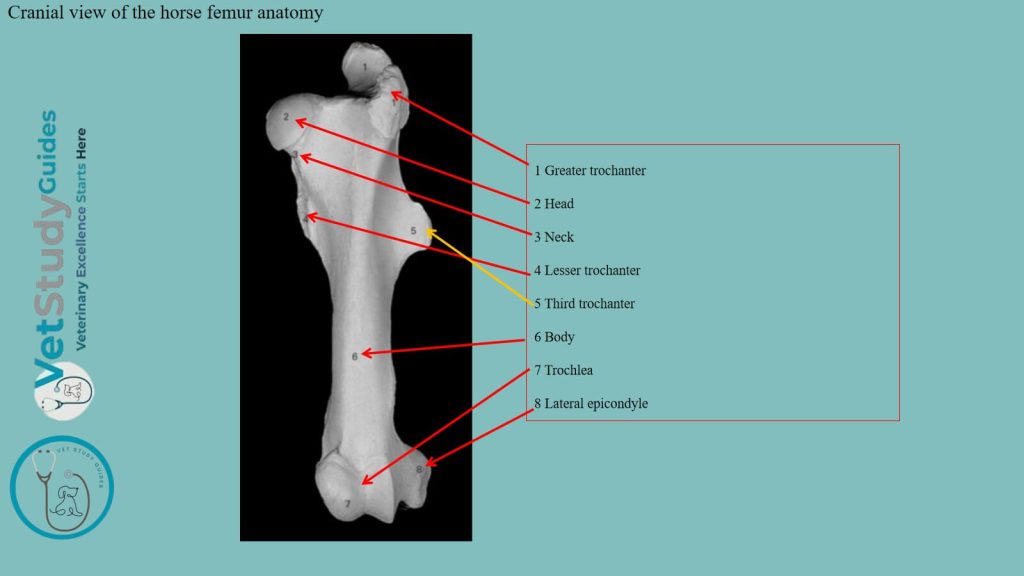 Cranial view of the horse femur anatomy