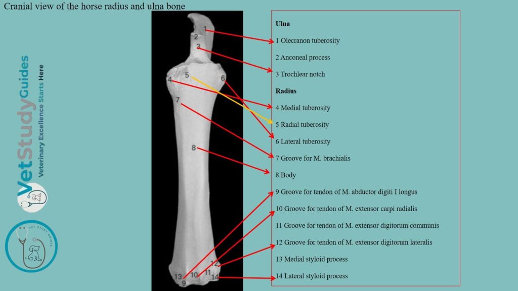 Cranial view of the horse radius and ulna bone
