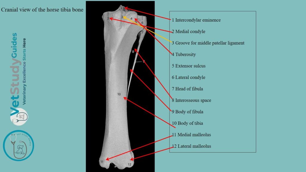 Cranial view of the horse tibia bone