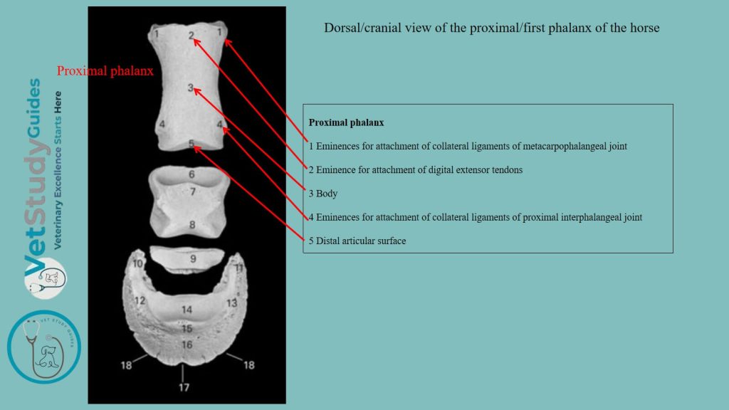 Dorsal view of the first phalanx of the horse