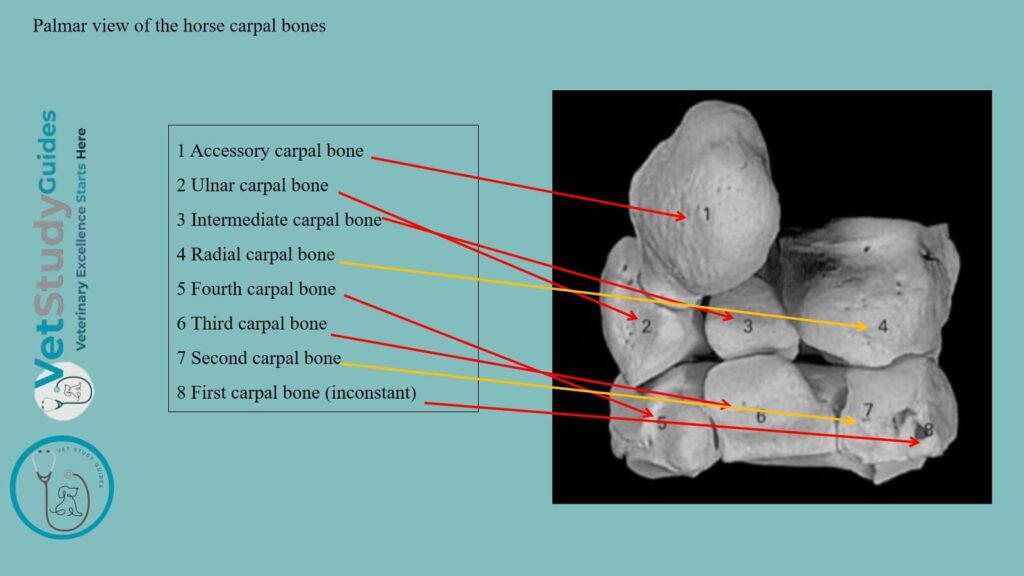 Dorsal view of the horse carpals