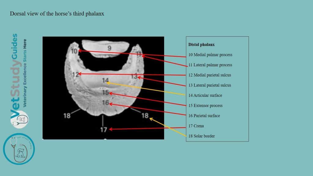 Dorsal view of the horse's third phalanx