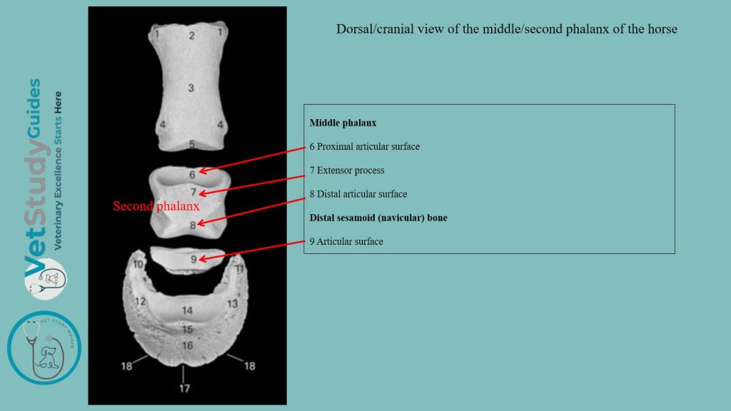Dorsal view of the second phalanx of the horse