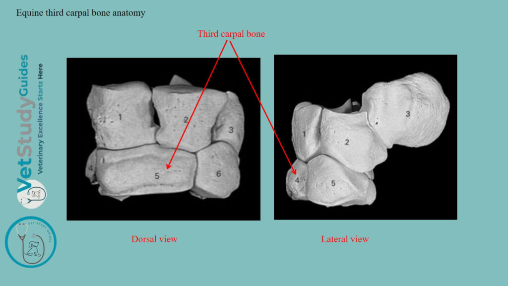 Equine third carpal bone anatomy