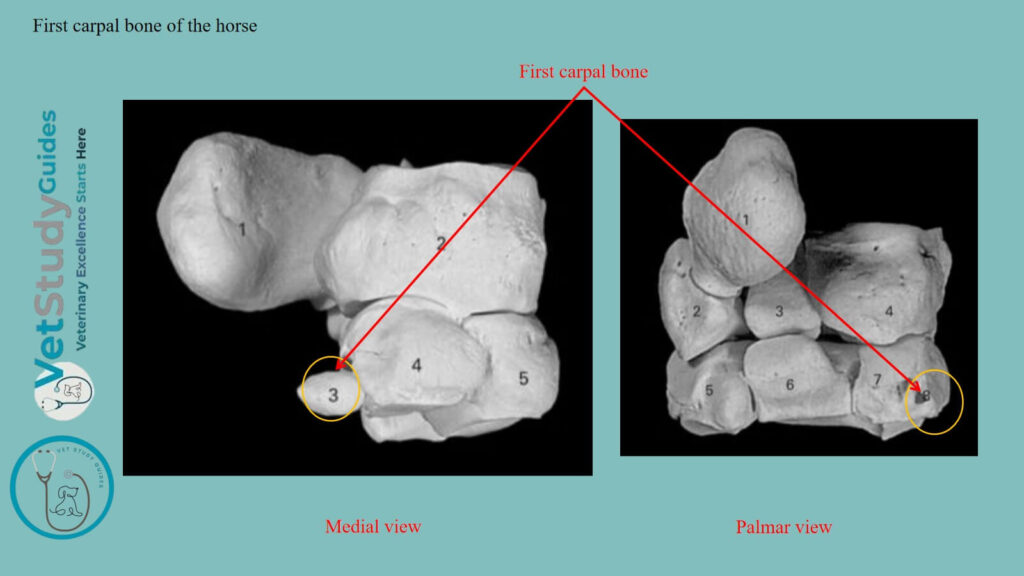 First carpal bone of the horse